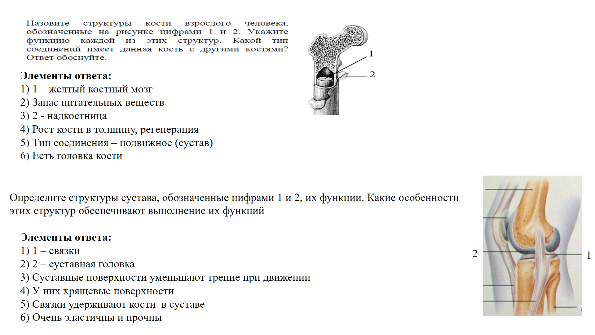 Костя означает. Структуры кости взрослого человека. Назовите структуры кости обозначенные на рисунке цифрами 1 2. Какие структуры кости взрослого человека обозначены на рисунке 1 и 2. Какой цифрой на рисунке обозначена пульпа?.